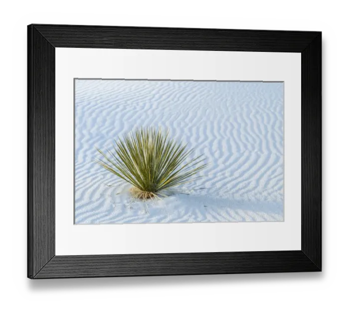 Framed Print : USA, New Mexico, White Sands National Monument. Close-up of yucca and sand ripples Framed Print : USA, New Mexico, White Sands National Monument. Close-up of yucca and sand ripples