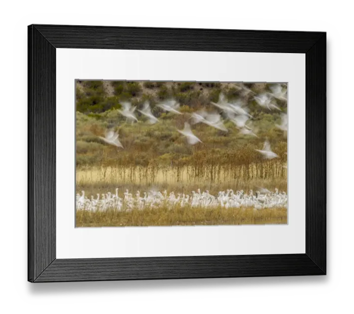 Framed Print : USA, New Mexico, Bosque Del Apache National Wildlife Refuge. Snow geese taking flight