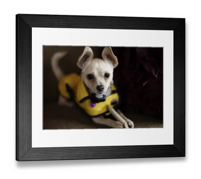 Framed Print : Santa Fe, New Mexico, United States. White Chihuahua, PR
