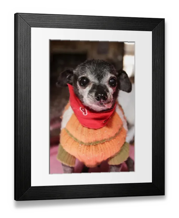 Framed Print : Santa Fe, New Mexico, United States. Kindred Spirits Animal Sancturary Framed Print : Santa Fe, New Mexico, United States. Kindred Spirits Animal Sancturary