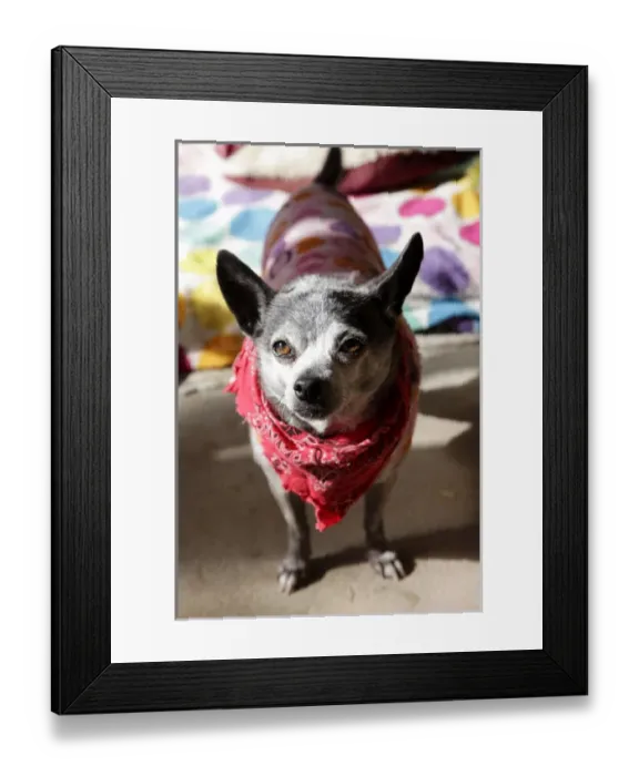 Framed Print : Santa Fe, New Mexico, United States. Kindred Spirits Animal Sancturary Framed Print : Santa Fe, New Mexico, United States. Kindred Spirits Animal Sancturary