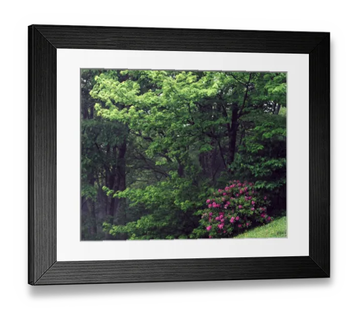 Framed Print : USA, North Carolina, Pisgah National Forest, Catawba Rhododendron in a foggy deciduous Framed Print : USA, North Carolina, Pisgah National Forest, Catawba Rhododendron in a foggy deciduous
