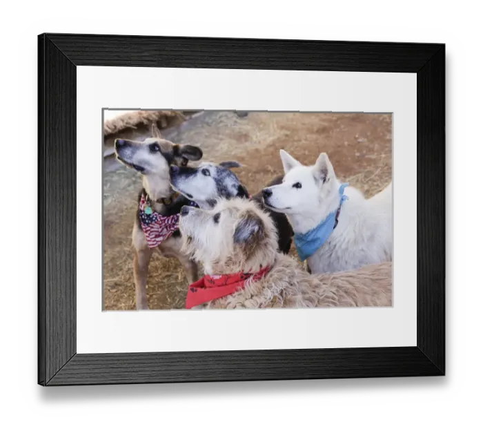 Framed Print : Santa Fe, New Mexico, United States. Kindred Spirits Animal Sancturary Framed Print : Santa Fe, New Mexico, United States. Kindred Spirits Animal Sancturary