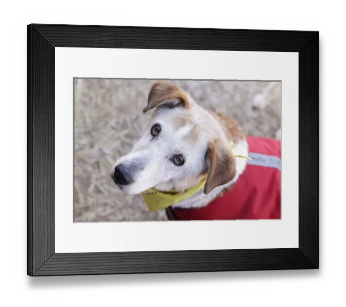 Framed Print : Santa Fe, New Mexico, United States. Kindred Spirits Animal Sancturary Framed Print : Santa Fe, New Mexico, United States. Kindred Spirits Animal Sancturary