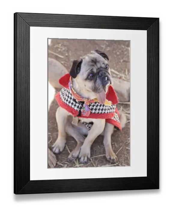 Framed Print : Santa Fe, New Mexico, United States. Kindred Spirits Animal Sancturary Framed Print : Santa Fe, New Mexico, United States. Kindred Spirits Animal Sancturary