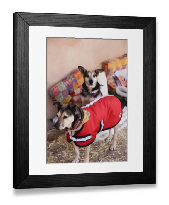 Framed Print : Santa Fe, New Mexico, United States. Kindred Spirits Animal Sancturary