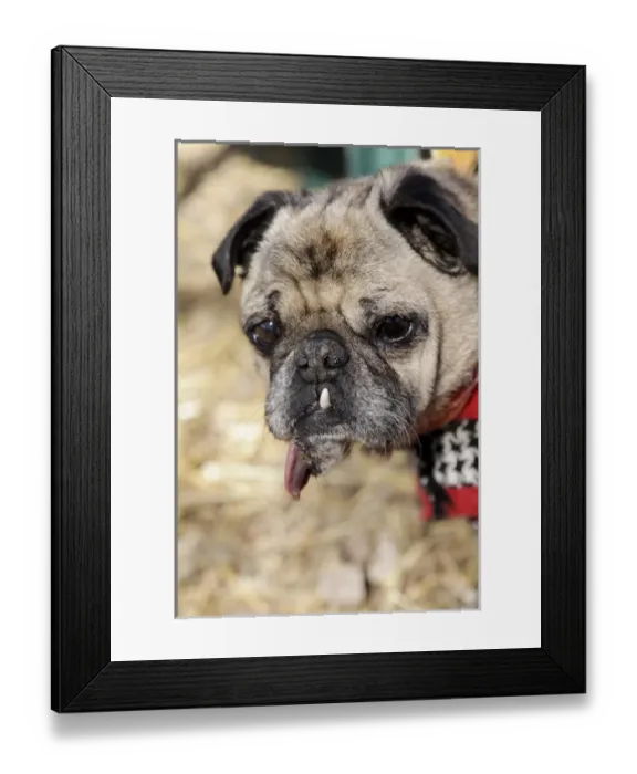 Framed Print : Santa Fe, New Mexico, United States. Kindred Spirits Animal Sancturary