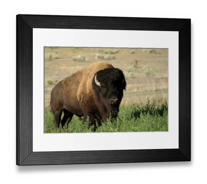Framed Print : American bison, Santa Fe, New Mexico, United States (PR)