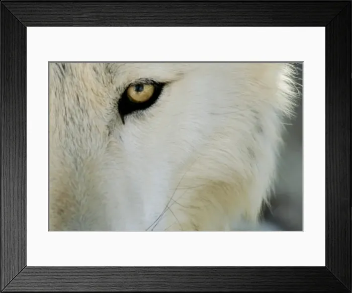 Framed Print : Ramah, New Mexico, United States. Wild Spirit Wolf Sanctuary Framed Print : Ramah, New Mexico, United States. Wild Spirit Wolf Sanctuary