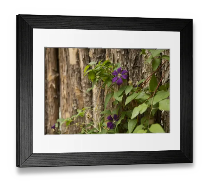 Framed Print : Close up of a clematis flower, Santa Fe, New Mexico. USA Framed Print : Close up of a clematis flower, Santa Fe, New Mexico. USA