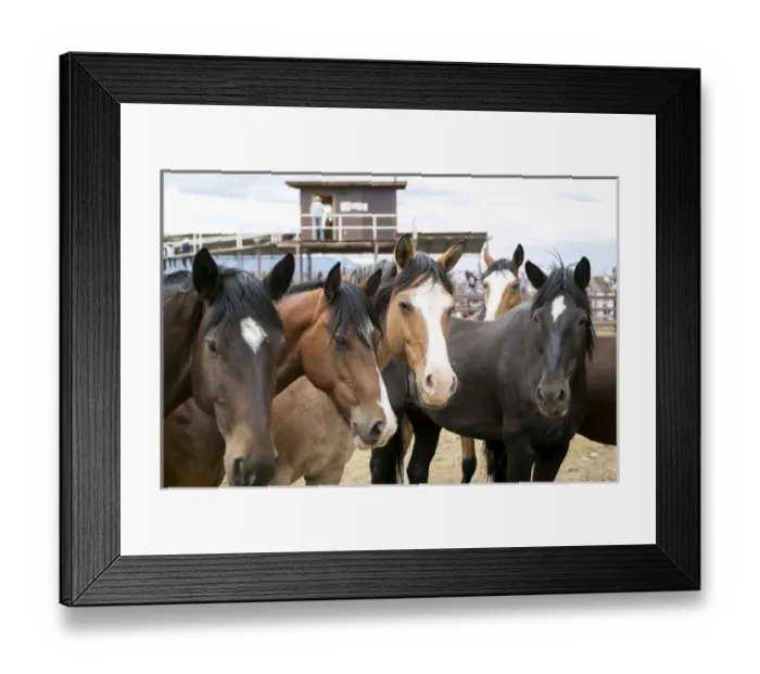 Framed Print : Taos, New Mexico, USA. Horses at a small town western rodeo Framed Print : Taos, New Mexico, USA. Horses at a small town western rodeo