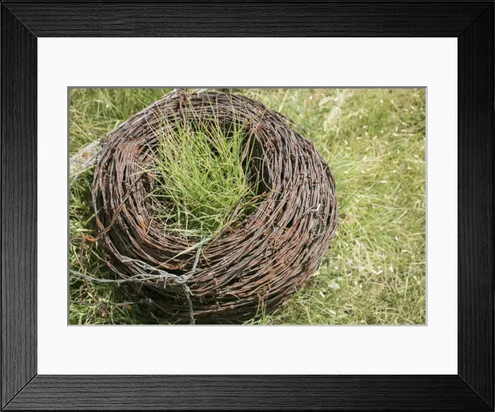 Framed Print : Spool of rusted barbed wire, Tucumcari, New Mexico, USA. Route 66 Framed Print : Spool of rusted barbed wire, Tucumcari, New Mexico, USA. Route 66