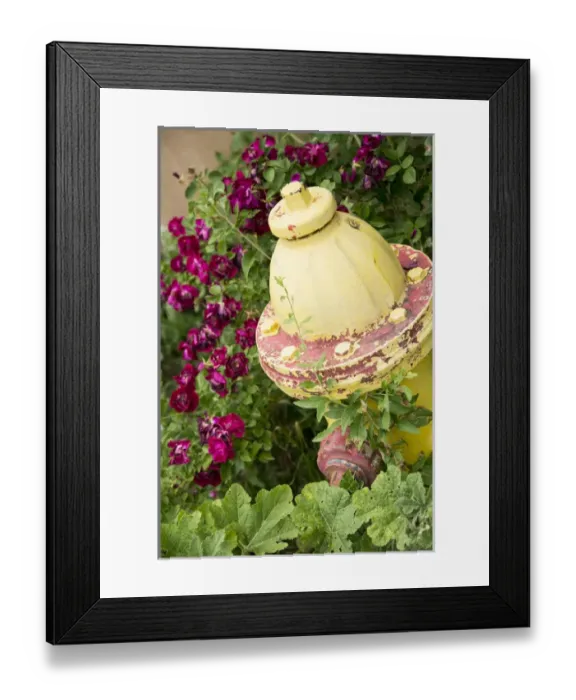 Framed Print : Yellow fire hydrant surrounded by roses, Taos, New Mexico, USA Framed Print : Yellow fire hydrant surrounded by roses, Taos, New Mexico, USA