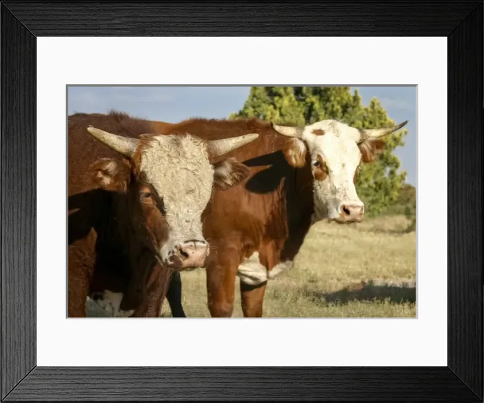 Framed Print : Hobbs, New Mexico, USA. Cattle drive