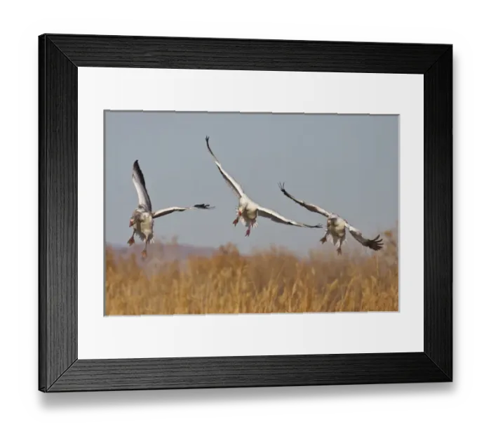 Framed Print : Snow Geese (Chen caerulescens) in flight