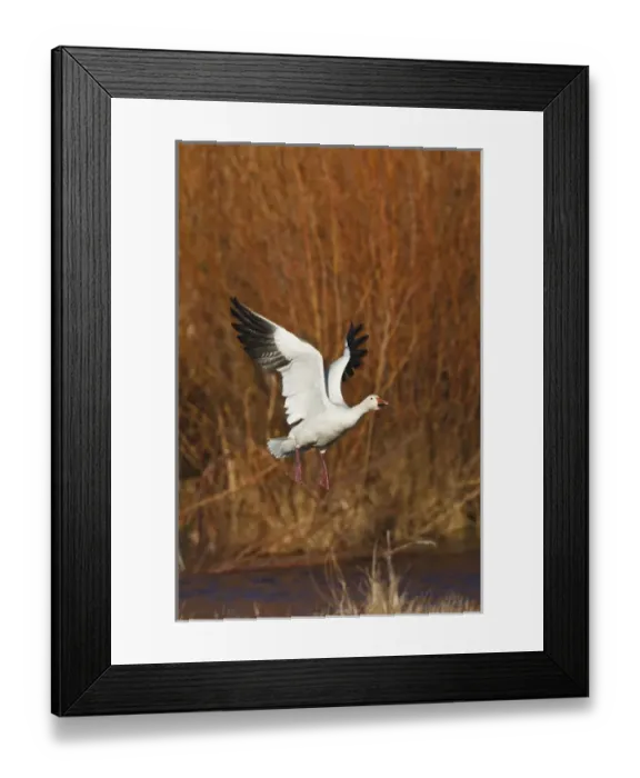 Framed Print : Snow Goose (Chen caerulescens) in flight Framed Print : Snow Goose (Chen caerulescens) in flight