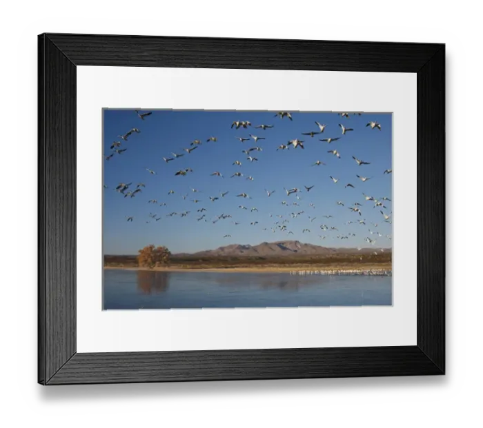 Framed Print : Snow Geese (Chen caerulescens) in flight Framed Print : Snow Geese (Chen caerulescens) in flight