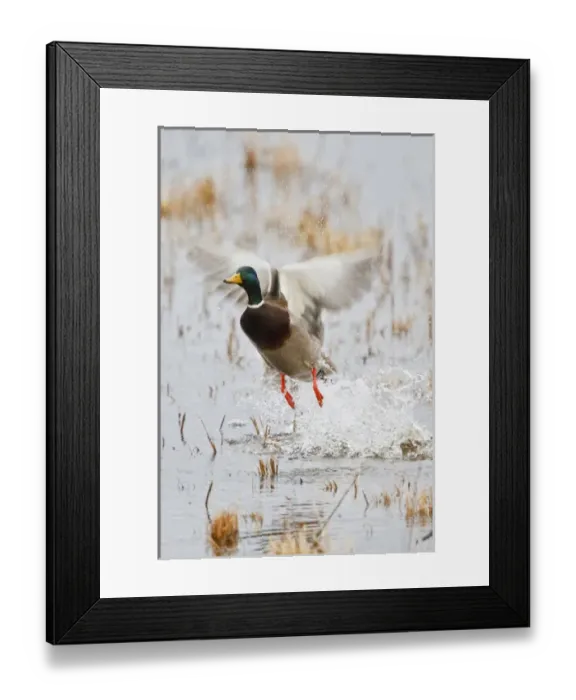 Framed Print : Mallard (Anas platyrhynchos) flying from marsh Framed Print : Mallard (Anas platyrhynchos) flying from marsh