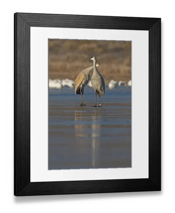 Framed Print : Sandhill Crane (Grus canadensis) at roost, New Mexico Framed Print : Sandhill Crane (Grus canadensis) at roost, New Mexico