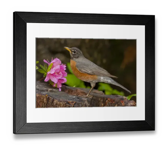 Framed Print : USA, North Carolina. Close-up of robin standing on rock Framed Print : USA, North Carolina. Close-up of robin standing on rock