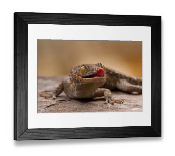 Framed Print : USA, North Carolina. Close-up of tokay gecko on rock