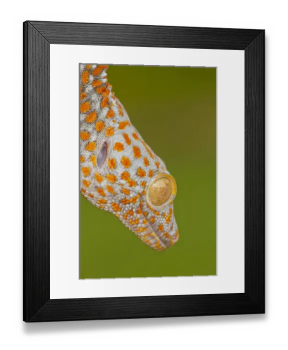 Framed Print : USA, North Carolina. Close-up of tokay geckos head Framed Print : USA, North Carolina. Close-up of tokay geckos head