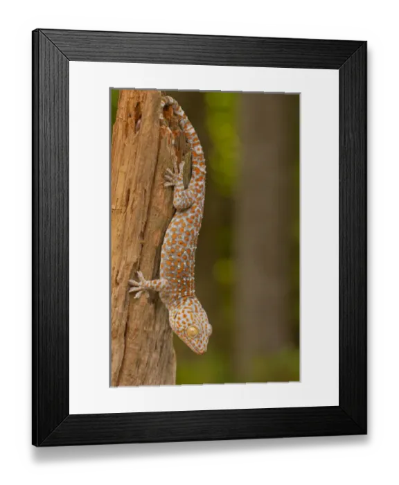 Framed Print : USA, North Carolina. Tokay gecko on a tree stump Framed Print : USA, North Carolina. Tokay gecko on a tree stump