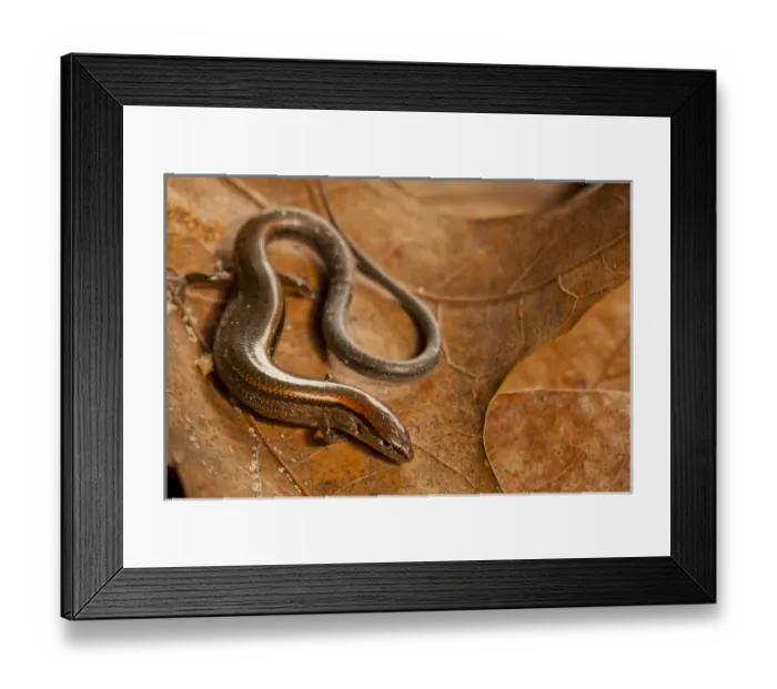 Framed Print : USA, North Carolina. Close-up of ground skink Framed Print : USA, North Carolina. Close-up of ground skink