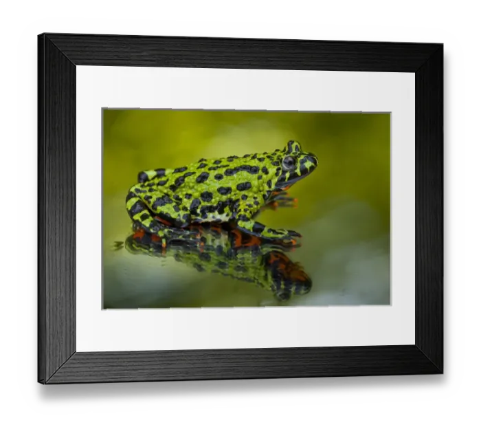 Framed Print : USA, North Carolina. Oriental fire-belled toad on glass to show belly color. Credit as Framed Print : USA, North Carolina. Oriental fire-belled toad on glass to show belly color. Credit as