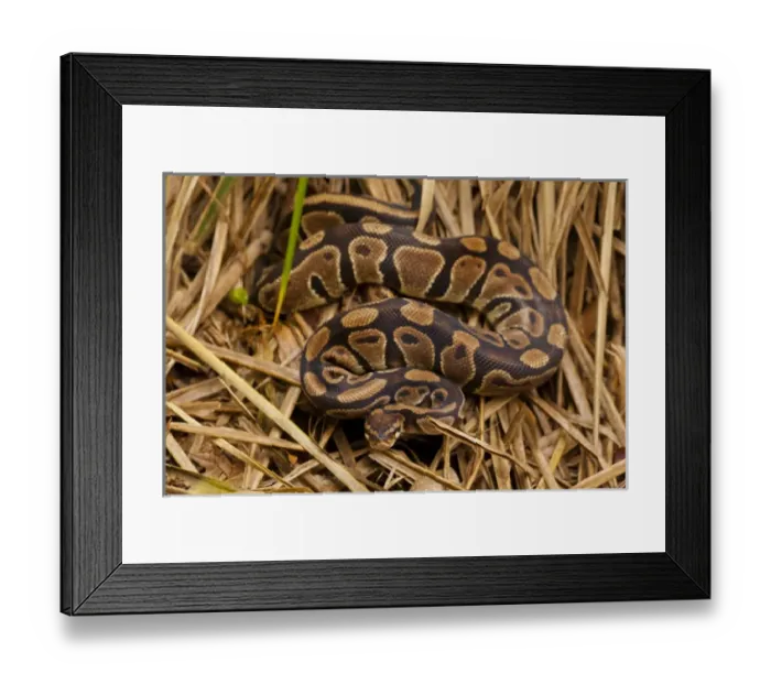 Framed Print : USA, North Carolina. Ball python in dried grass Framed Print : USA, North Carolina. Ball python in dried grass