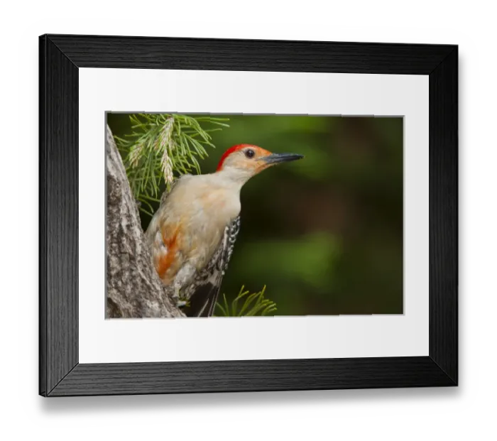 Framed Print : USA, North Carolina. Red-headed woodpecker on tree Framed Print : USA, North Carolina. Red-headed woodpecker on tree