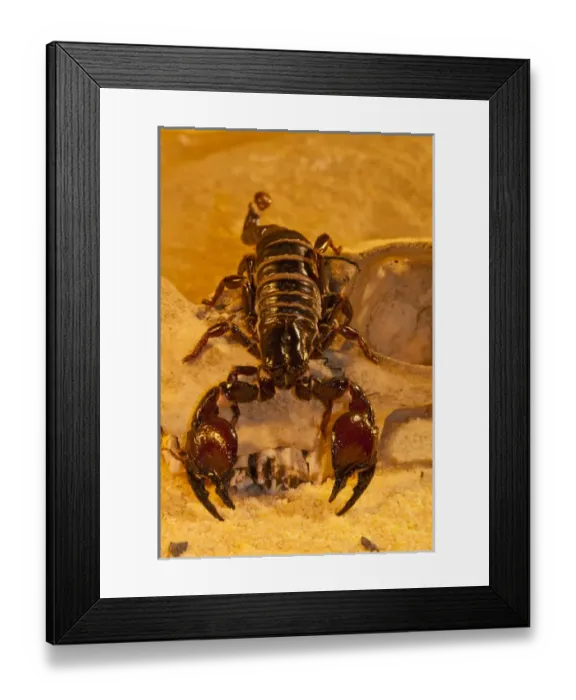 Framed Print : USA, North Carolina. Tasmanian red-clawed scorpion Framed Print : USA, North Carolina. Tasmanian red-clawed scorpion