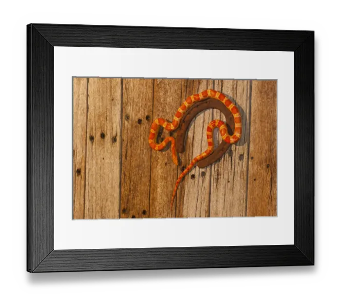 Framed Print : USA, North Carolina. Amelanistic corn snake climbing on horseshoe