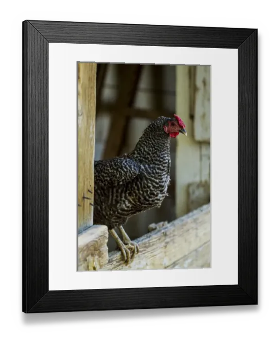 Framed Print : Albuquerque, New Mexico. Ancona breed, black and white speckled Rooster, stands