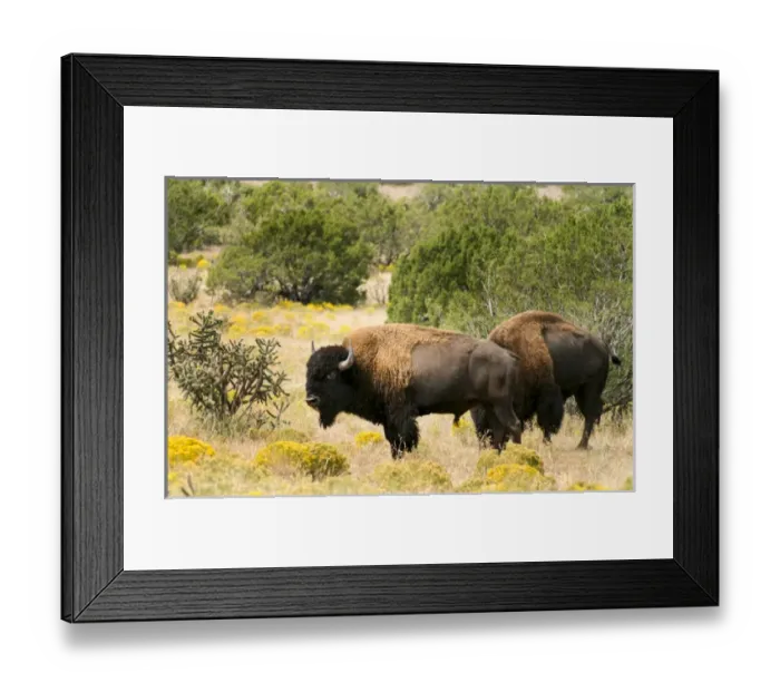 Framed Print : Two American Bisons on a farm, Santa Fe, New Mexico, United States. (PR) Framed Print : Two American Bisons on a farm, Santa Fe, New Mexico, United States. (PR)
