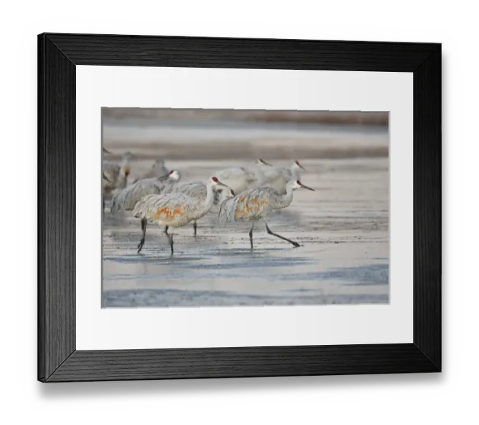 Framed Print : Sandhill Crane (Grus canadensis) at roost, New Mexico