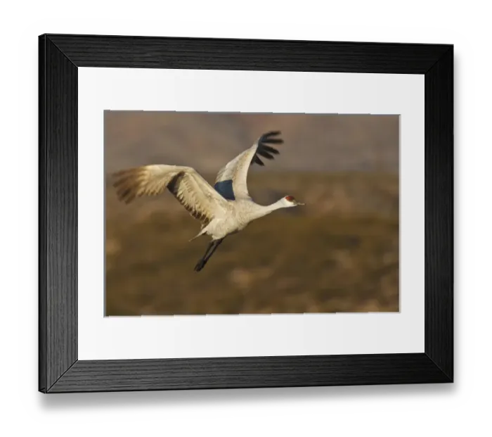 Framed Print : Sandhill Crane (Grus canadensis) in flight, New Mexico Framed Print : Sandhill Crane (Grus canadensis) in flight, New Mexico