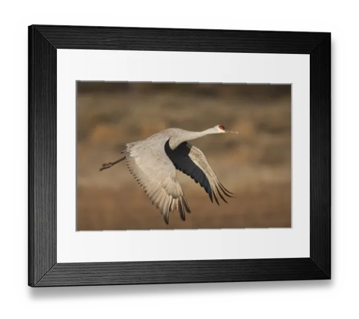 Framed Print : Sandhill Crane (Grus canadensis) in flight, New Mexico