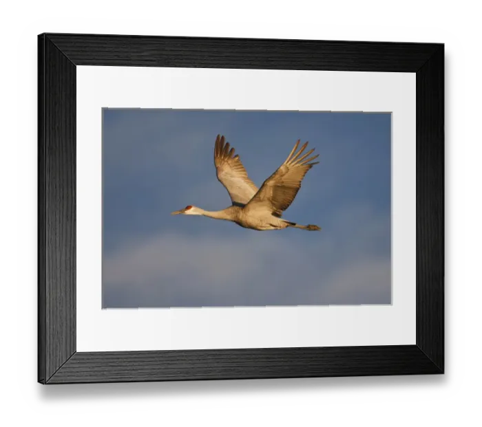 Framed Print : Sandhill Crane (Grus canadensis) in flight, New Mexico