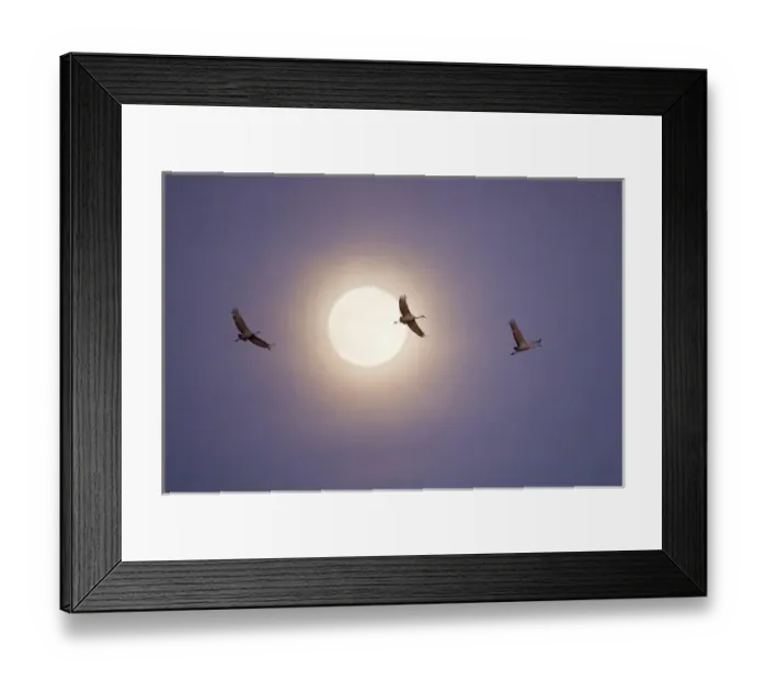 Framed Print : Sandhill Crane (Grus canadensis) in flight, New Mexico Framed Print : Sandhill Crane (Grus canadensis) in flight, New Mexico