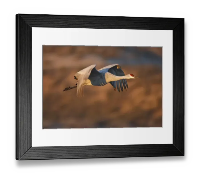 Framed Print : Sandhill Crane (Grus canadensis) in flight, New Mexico Framed Print : Sandhill Crane (Grus canadensis) in flight, New Mexico
