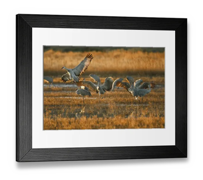 Framed Print : Sandhill Crane (Grus canadensis) landing at roost, New Mexico Framed Print : Sandhill Crane (Grus canadensis) landing at roost, New Mexico