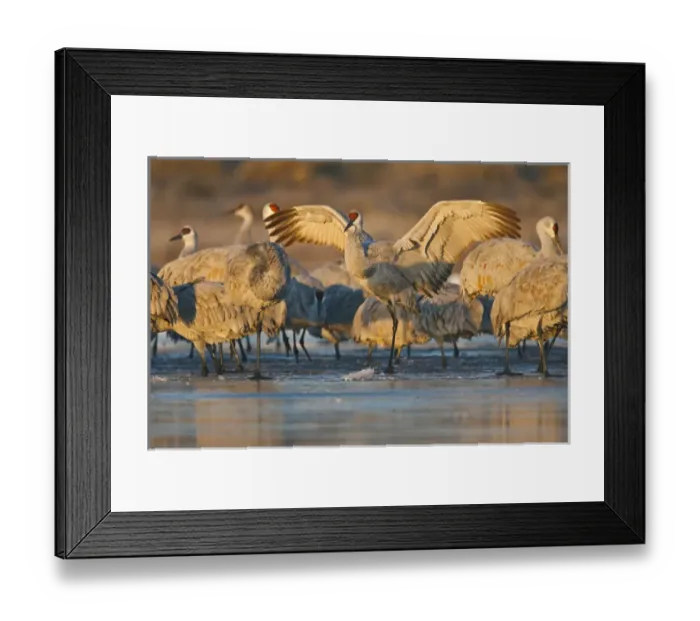 Framed Print : Sandhill Crane (Grus canadensis) landing at roost, New Mexico