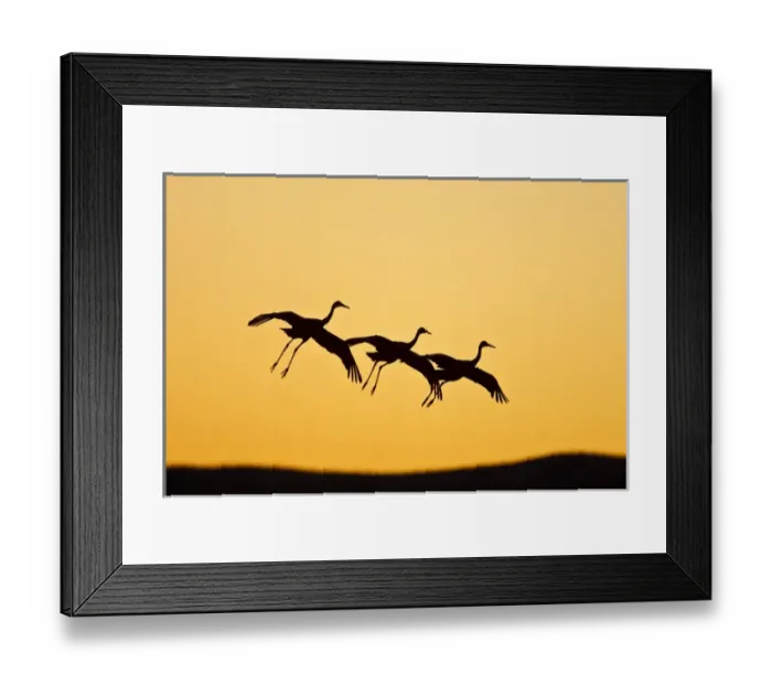 Framed Print : Sandhill Crane (Grus canadensis) landing at sunset, New Mexico Framed Print : Sandhill Crane (Grus canadensis) landing at sunset, New Mexico