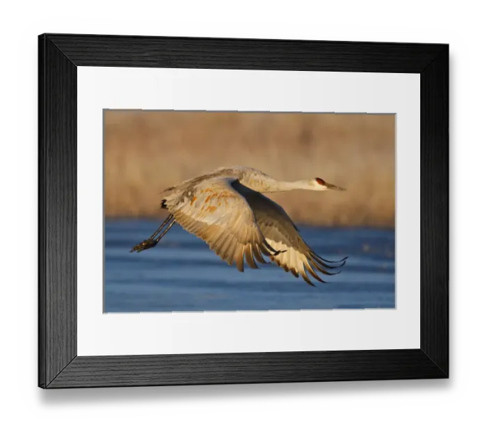 Framed Print : Sandhill Crane (Grus canadensis) flying from roost, New Mexico Framed Print : Sandhill Crane (Grus canadensis) flying from roost, New Mexico