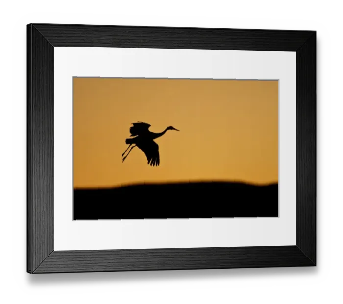 Framed Print : Sandhill Crane (Grus canadensis) landing at sunset, New Mexico Framed Print : Sandhill Crane (Grus canadensis) landing at sunset, New Mexico