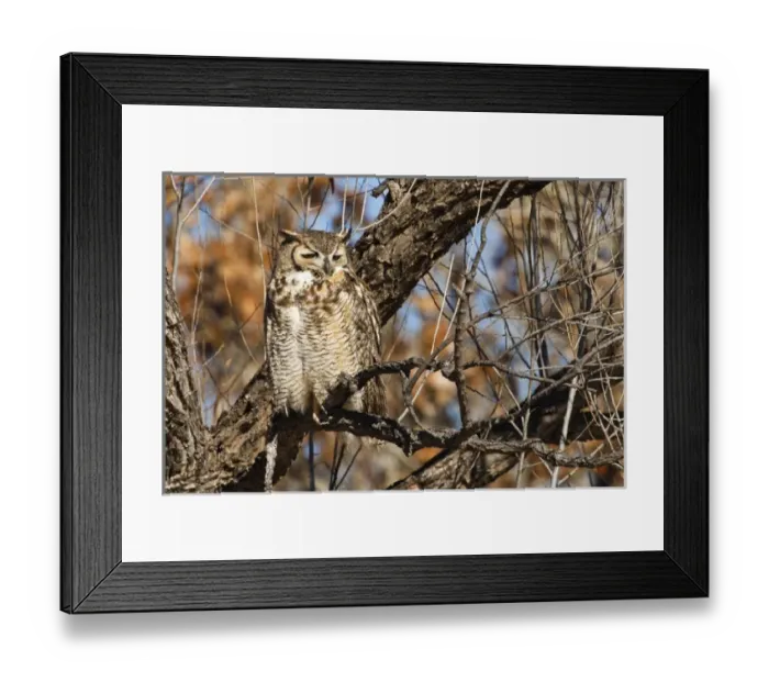 Framed Print : Great Horned Owl (Bubo virginianus) sleeping on perch in willow tree, New Mexico