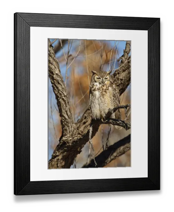 Framed Print : Great Horned Owl (Bubo virginianus) sleeping on perch in willow tree, New Mexico Framed Print : Great Horned Owl (Bubo virginianus) sleeping on perch in willow tree, New Mexico