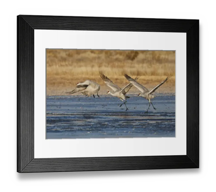 Framed Print : Sandhill Crane (Grus canadensis) running on ice as they take flight, New Mexico Framed Print : Sandhill Crane (Grus canadensis) running on ice as they take flight, New Mexico