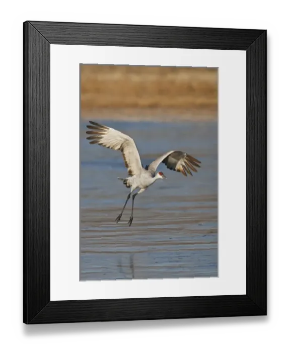 Framed Print : Sandhill Crane (Grus canadensis) flying from roost, New Mexico Framed Print : Sandhill Crane (Grus canadensis) flying from roost, New Mexico